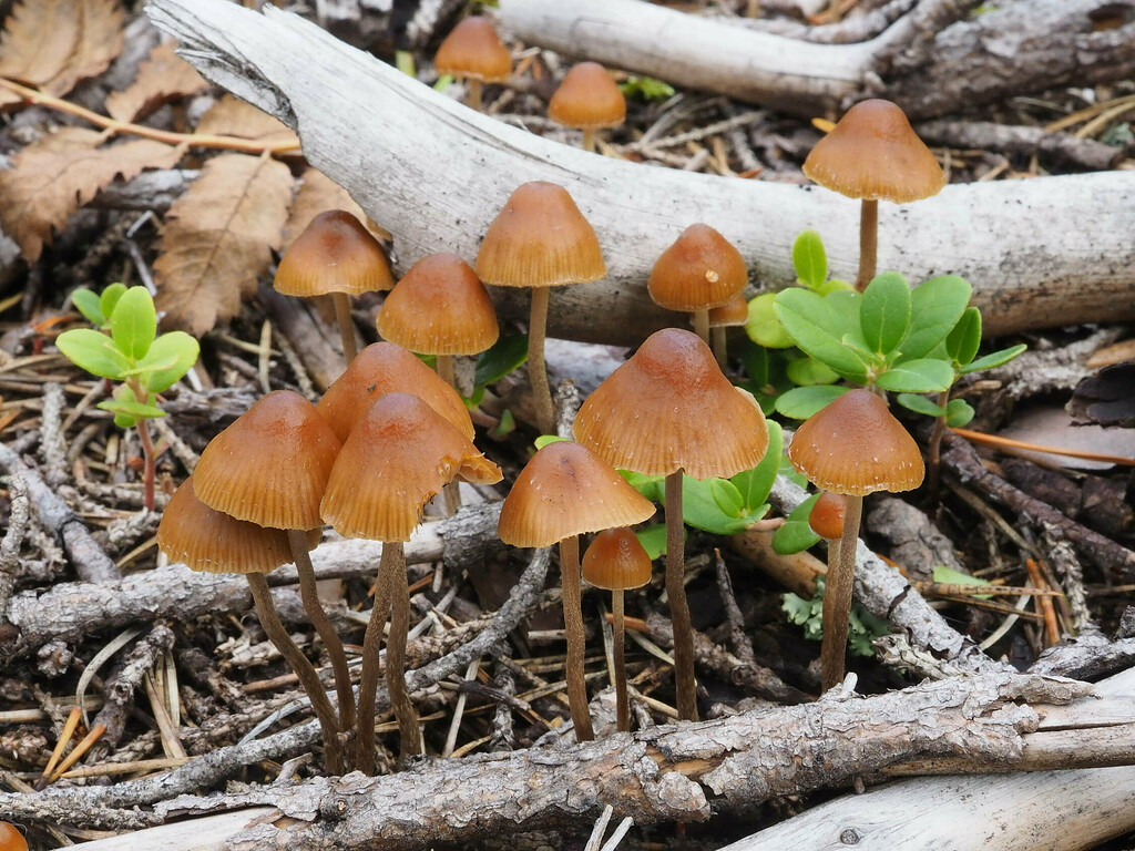 risumadonlakki-psilocybe-medullosa-muut-psilosybiinisienet