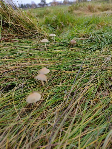 IMG_20251026_154608269