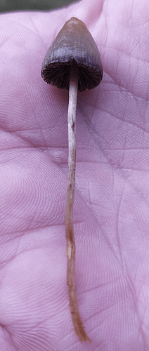 sample5