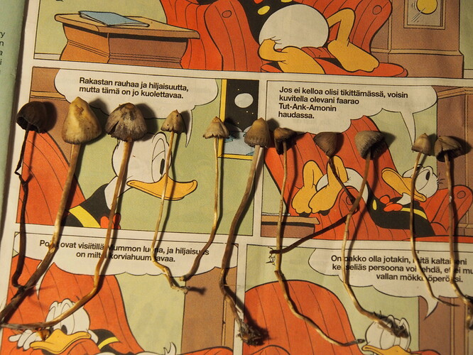 Luokkakuva kaiketi kolmas kerta taakse päin