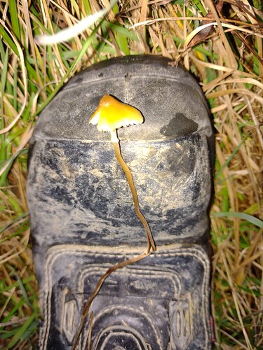 IMG_20251011_182533705