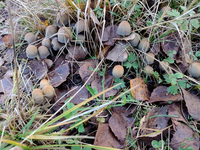 IMG_20251029_154605021