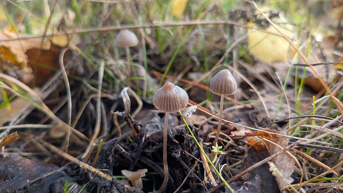 PXL_20260922_075951853.MACRO_FOCUS.MP