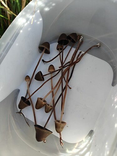 Olisko oikeita? Vaaleat omassa kuvassa risuja? Lammaslaidun. Joen ranta.