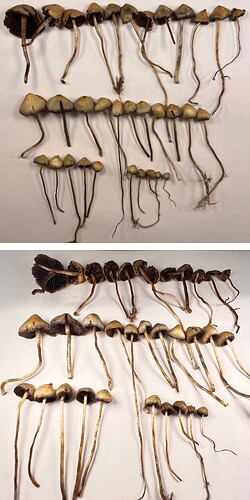 Untitled design - 4