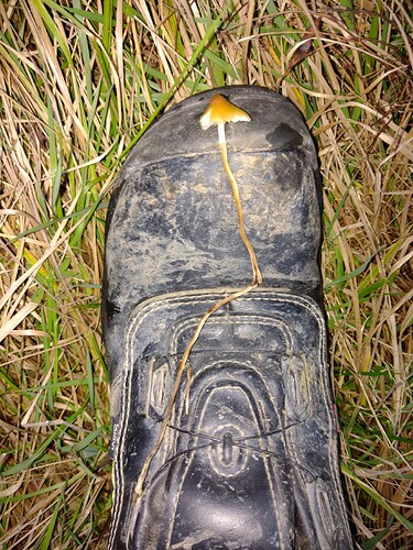 IMG_20251011_182527987