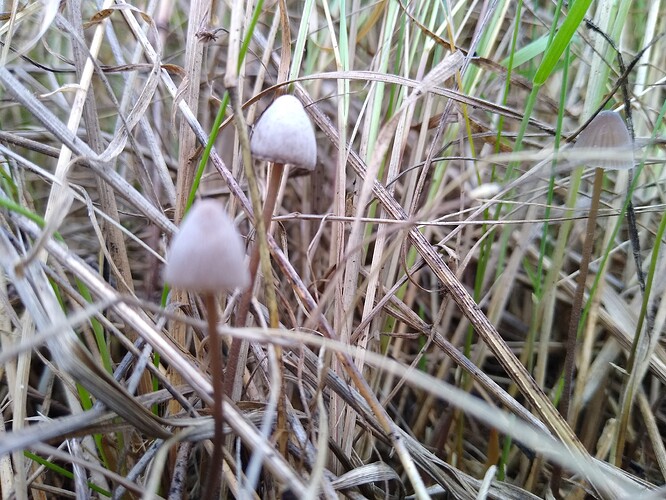 IMG_20251012_171954237