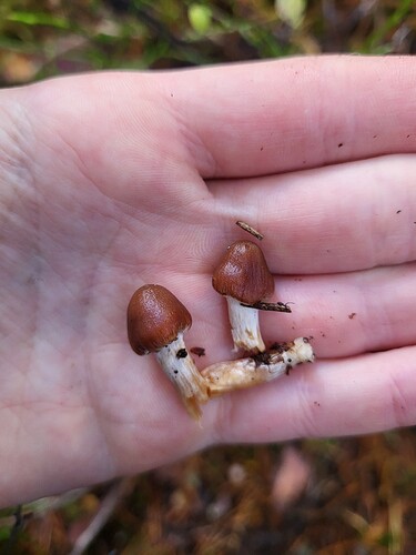 Nämä kaksi eri paikasta kun tosta koivusta.