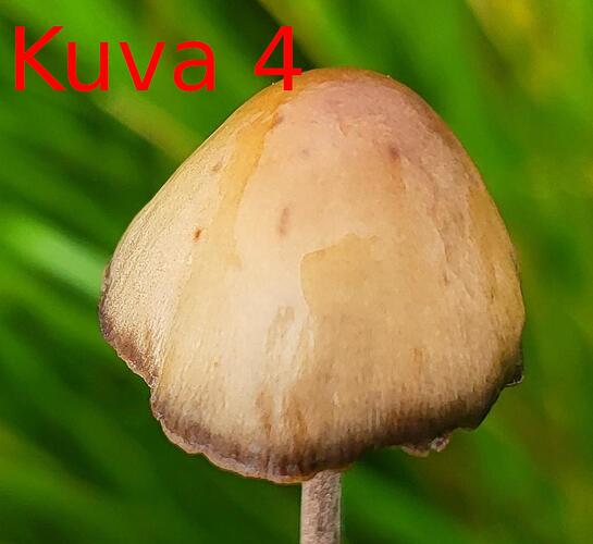 Kuva_4