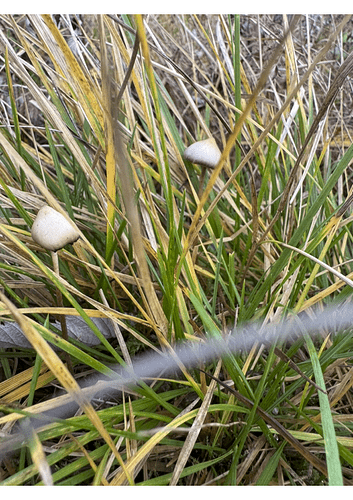 12F7C313-669D-4EE6-973C-44C512D2F2C8_1_105_c