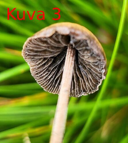 Kuva_3