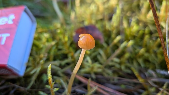 PXL_20260927_105412054.MACRO_FOCUS.MP