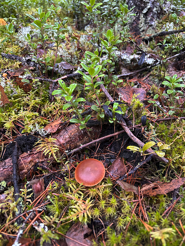 Näyttökuva 2025-11-11 165827