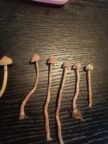 17570884765593202940931198726369