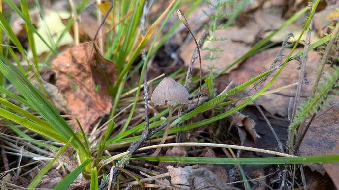 PXL_20260922_075515919.MACRO_FOCUS.MP