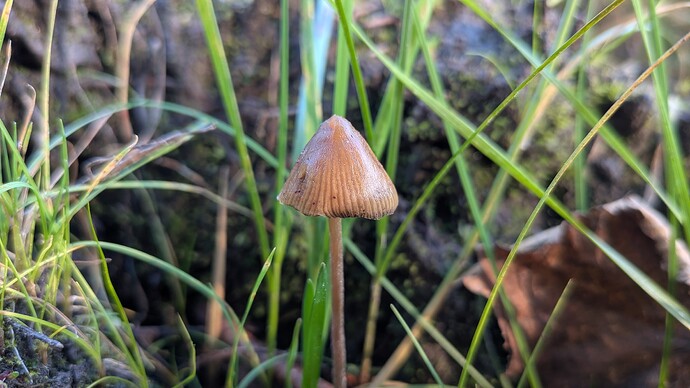 PXL_20260927_102753663.MACRO_FOCUS.MP