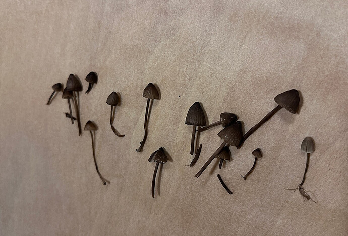 Screenshot 2025-10-14 184122