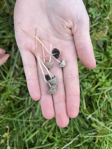 kuva_2025-10-11_180726426