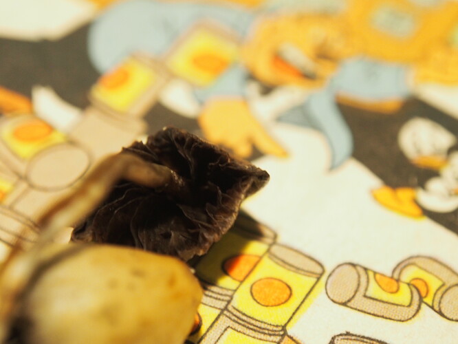 Tumman kaverin helttakuva 17.10.25