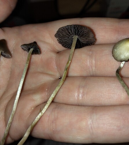 IMG_20250905_171254~2