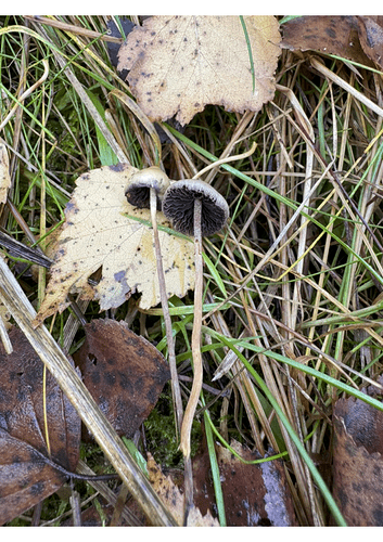 49A92622-1AA7-4653-ABA7-5BB53F390C27_1_105_c