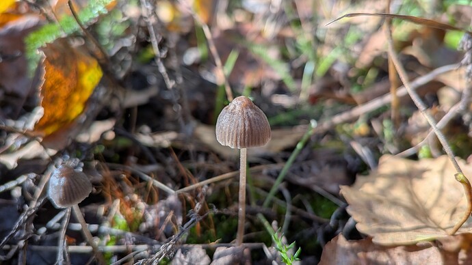PXL_20260922_080233189.MACRO_FOCUS.MP