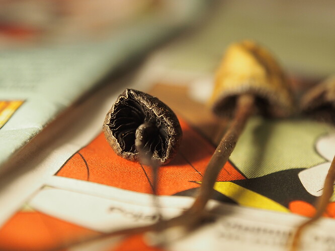 Toissakerran pienemmän tumman kaverin heltta kuva