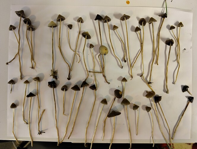 IMG_20250905_171515_HDR~2