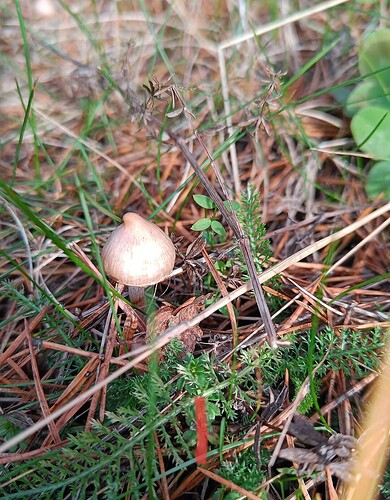 Screenshot_2025-10-20-15-39-38-99_6012fa4d4ddec268fc5c7112cbb265e7