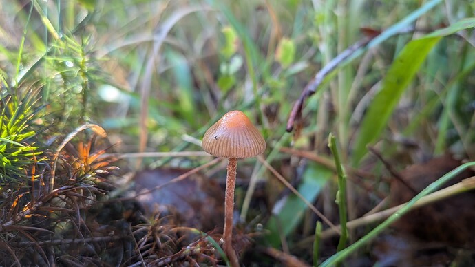 PXL_20260927_103829778.MACRO_FOCUS.MP