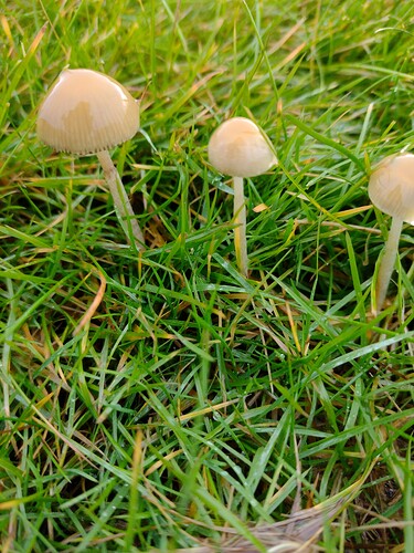 IMG_20251026_155349755