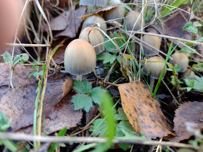 IMG_20251029_154646853