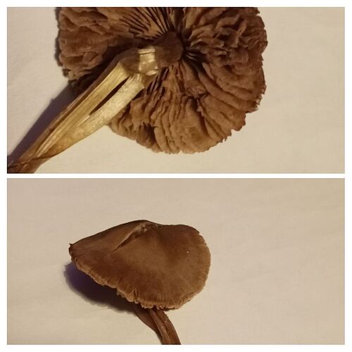 IMG_20251003_211311-COLLAGE