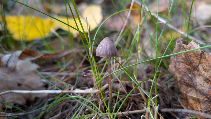 PXL_20260922_075616210.MACRO_FOCUS.MP