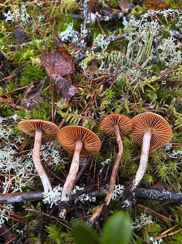 Näyttökuva 2025-11-11 165752