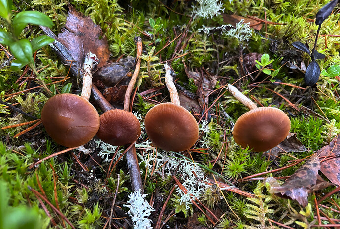 Näyttökuva 2025-11-11 165730