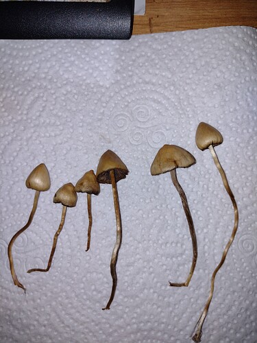 IMG_20251016_193443371