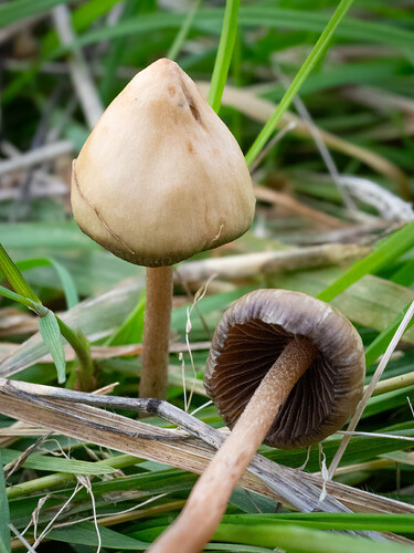 PA050335