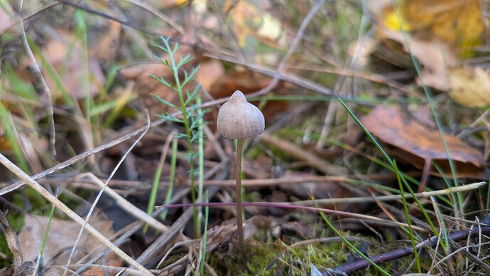PXL_20260922_075145487.MACRO_FOCUS.MP