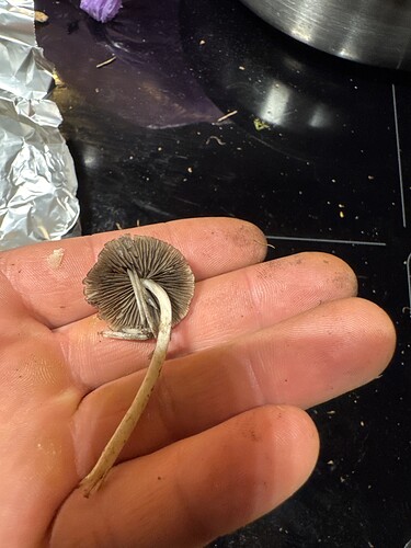 IMG_61386757-E3BB-41F1-AF74-4E8BE3BB9B9D