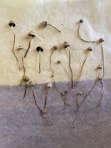 laita 3 kuivumassa jo