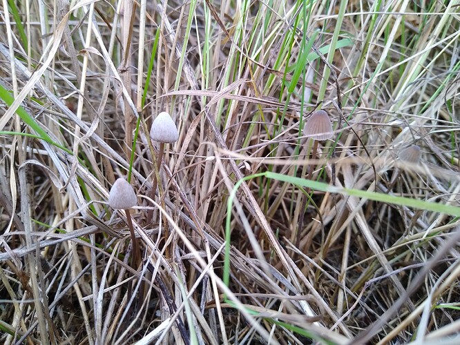 IMG_20251012_171944213