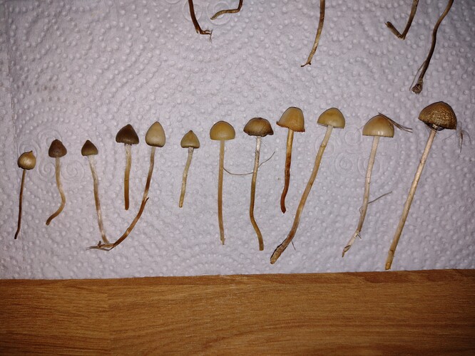 IMG_20251016_193526178