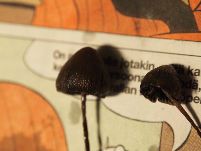 Kaksi tummaa kaveia toissakerraalta