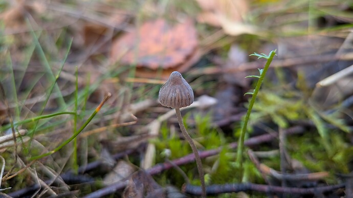 PXL_20260922_075225580.MACRO_FOCUS.MP