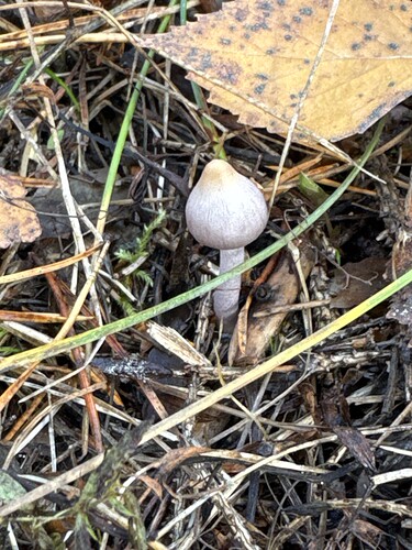 IMG_4492FF69-1463-436B-BAD5-B5C0328821E2