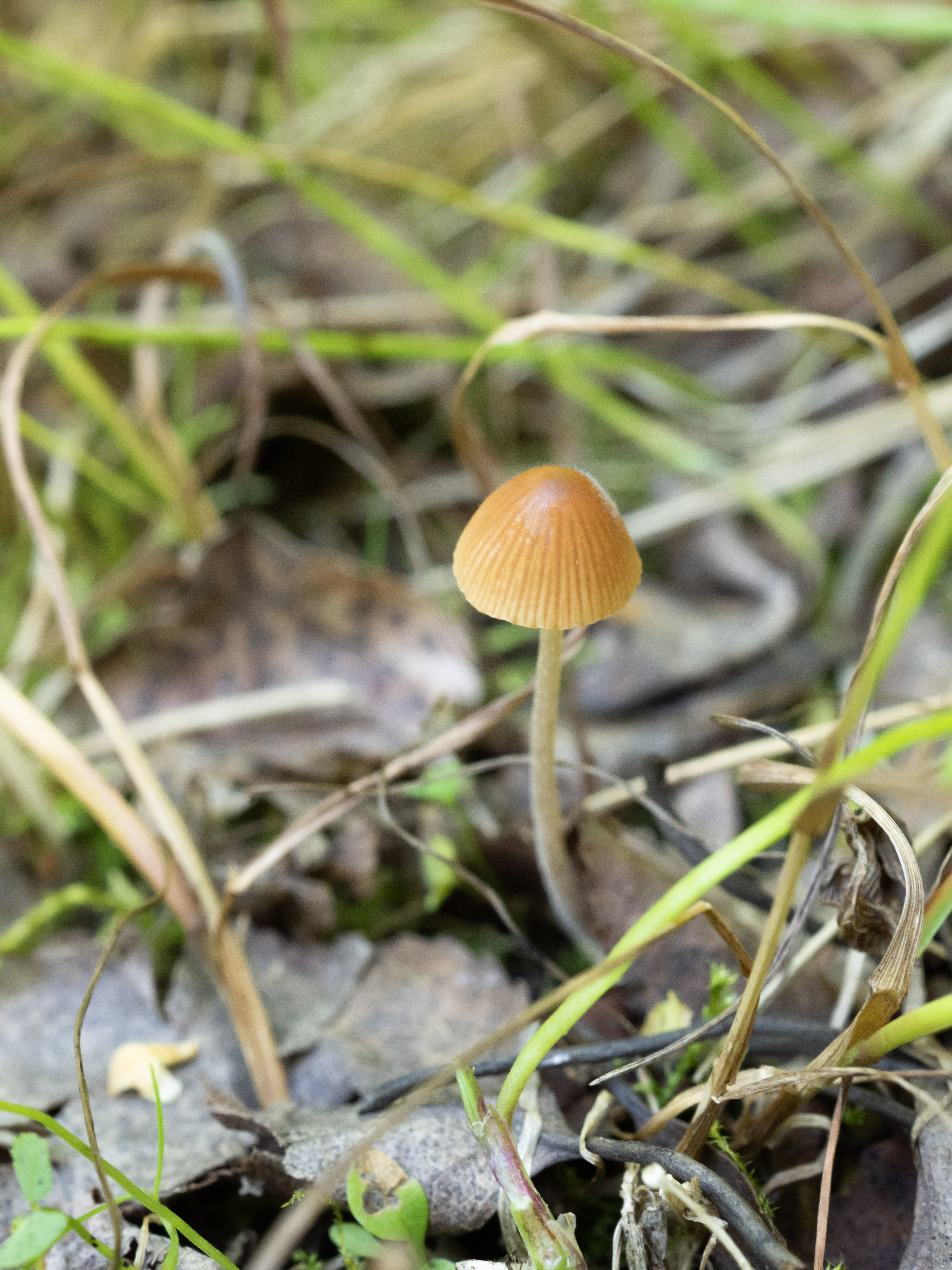 Sinityvikuupikka Conocybula Cyanopus Muut Psilosybiinisienet 