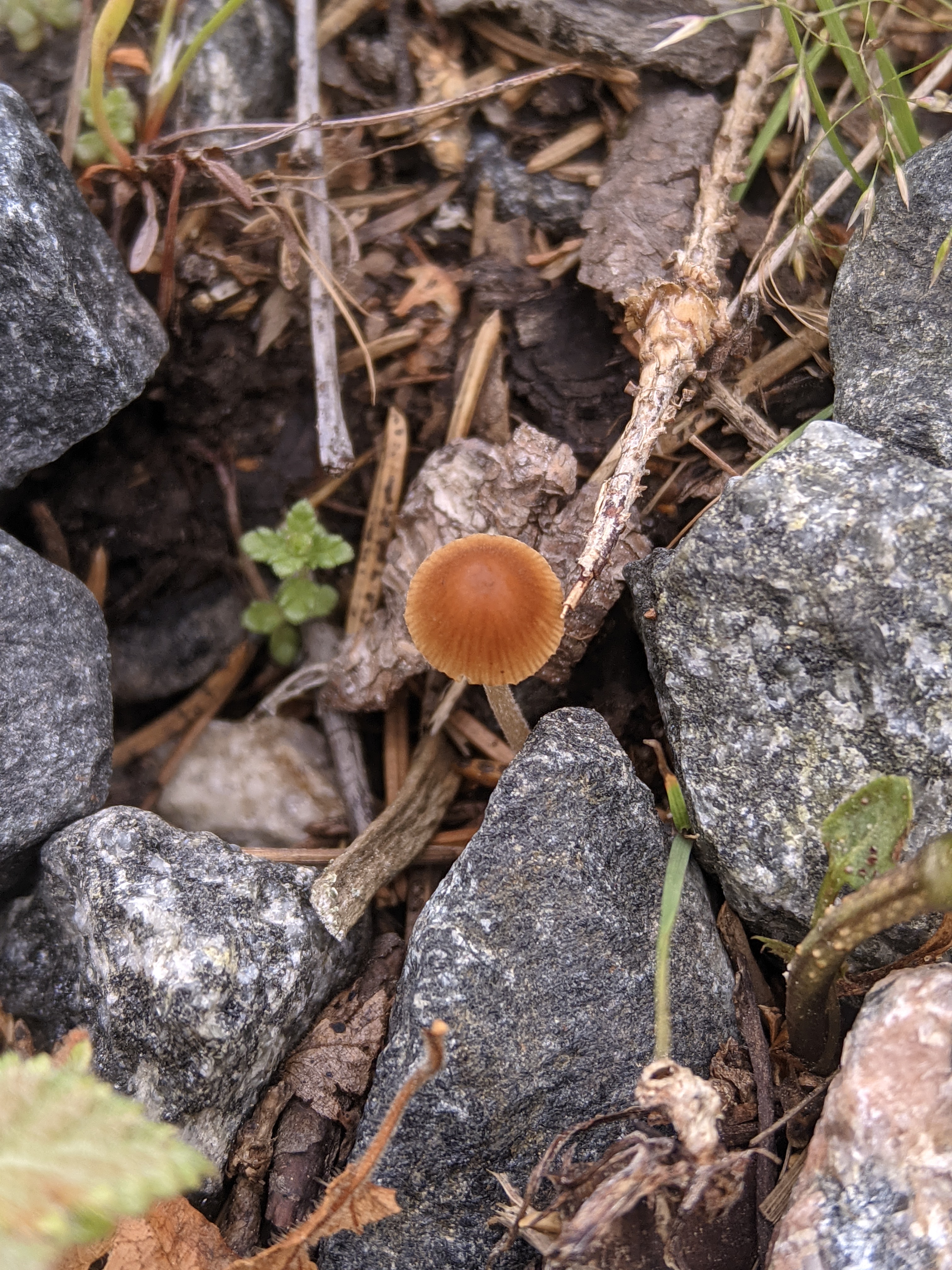 Sinityvikuupikka Conocybula Cyanopus Muut Psilosybiinisienet 