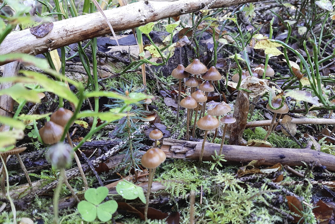 Risumadonlakki Psilocybe Medullosa Muut Psilosybiinisienet 
