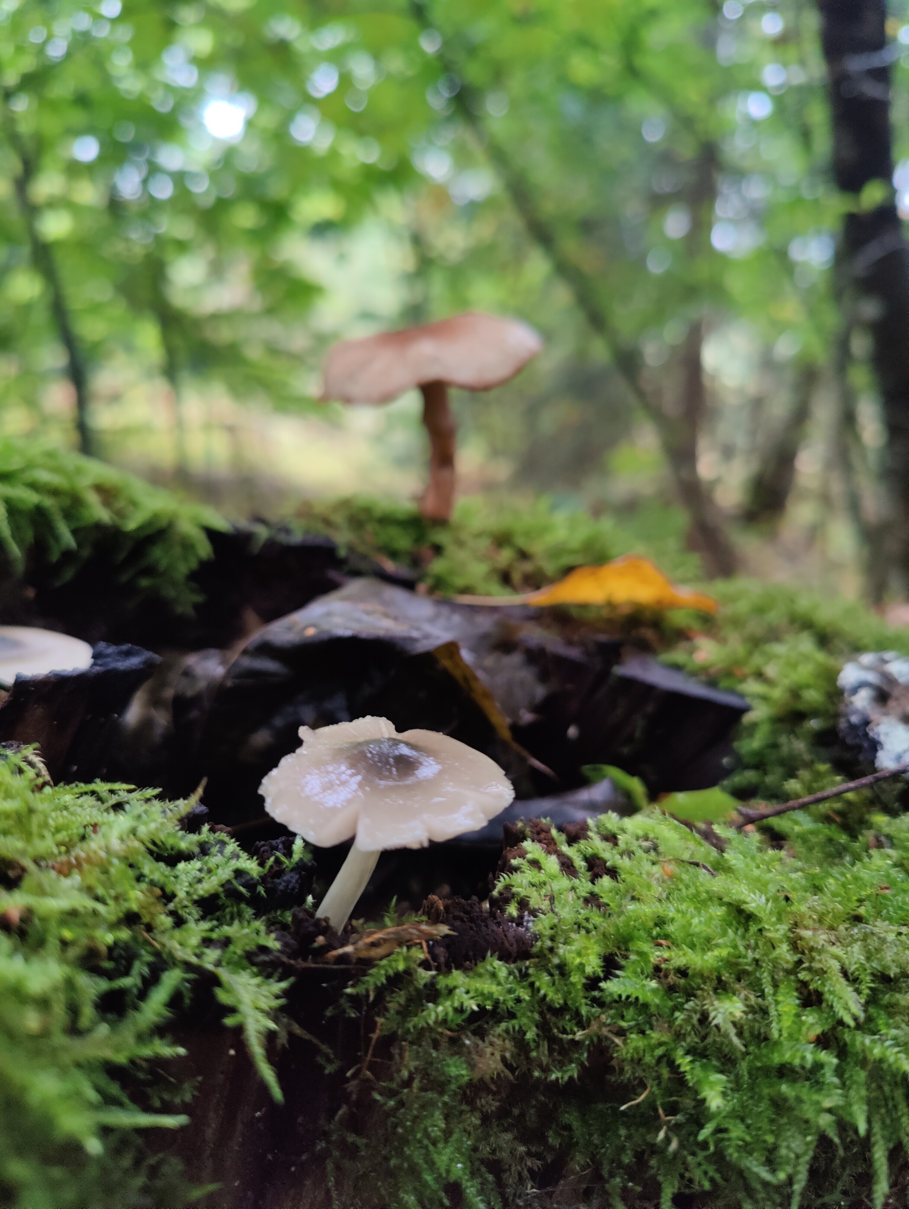 Pajulahorusokas Pluteus Salicinus Muut Psilosybiinisienet 